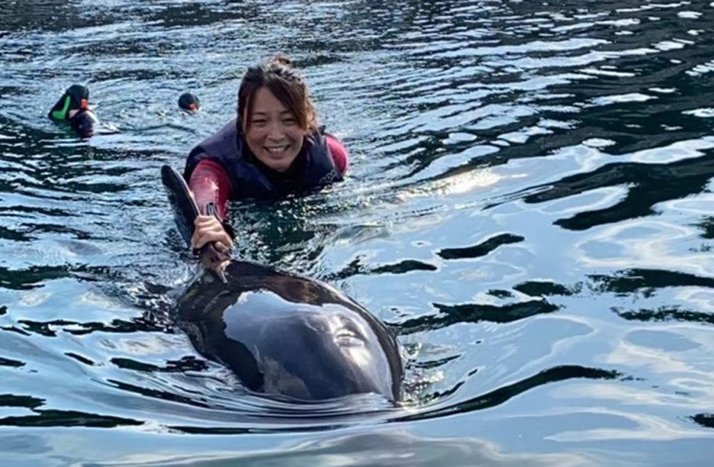dolphin_swim01