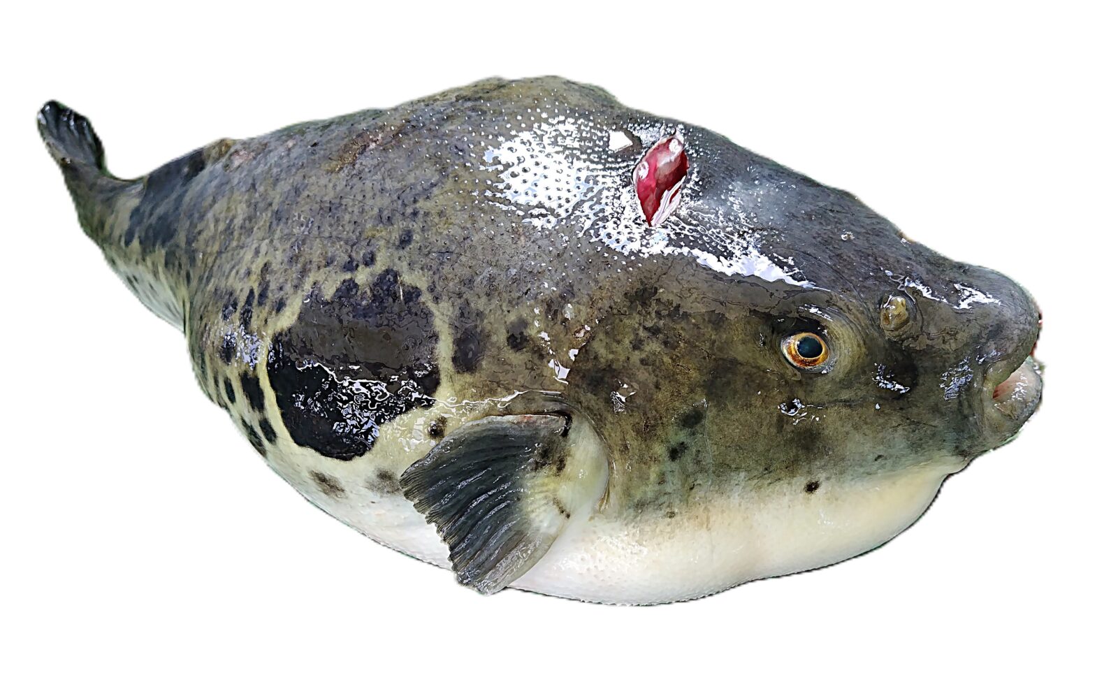 ２０２６年３月のふぐ祭りのおしらせ